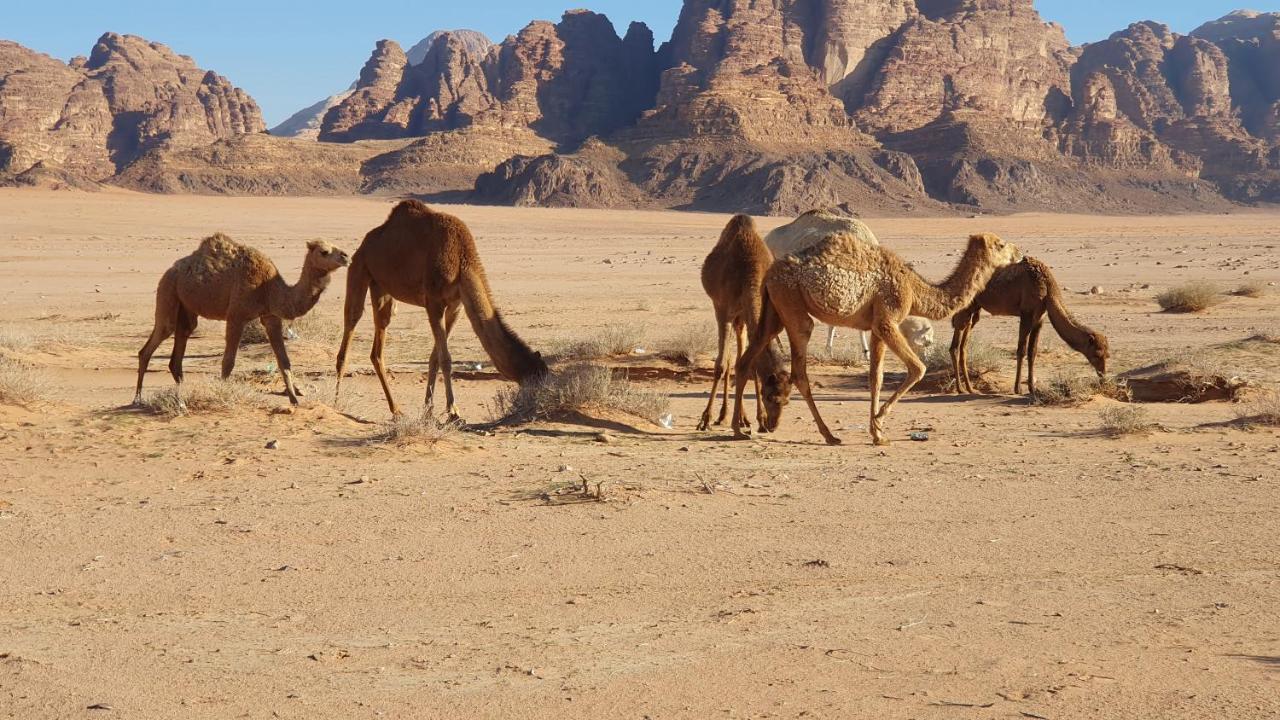 Rum Under The Stars Camp Wadi Rum Ngoại thất bức ảnh